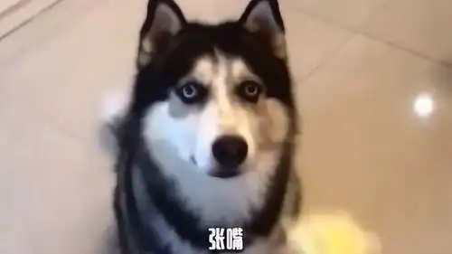 笑死人了二哈是上帝派来搞笑的吗
