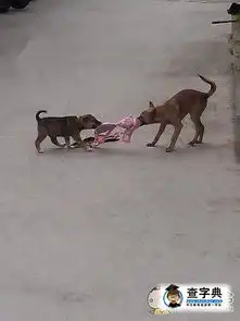 狗狗也调皮了搞笑图片
