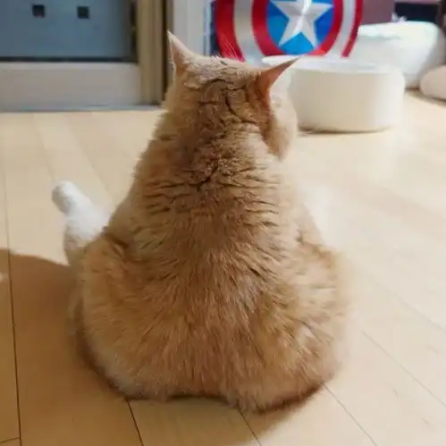 你们知道吗猫也是有蜜桃臀的
