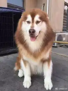 不能再牛逼的请假理由
