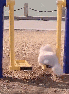 每日一笑,第一次当猫不熟练
