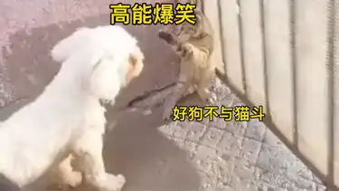搞笑沙雕动物爆笑场面
