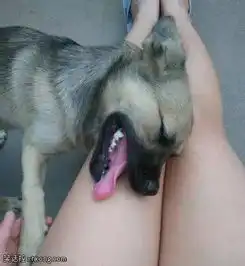 搞笑图片色狗狗好幸福,放开那妹子让我来
