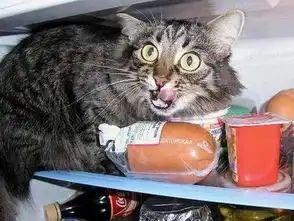 猫咪的搞笑图片
