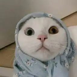 微信头像猫咪搞笑可爱大全躲了一辈子雨雨会不会难过
