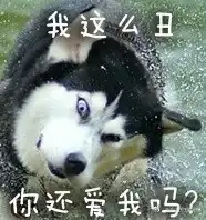 二哈表情包
