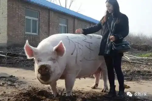 正大牧原21亿年末加码养猪项目
