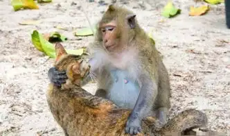 猴猫之恋,你伤不起
