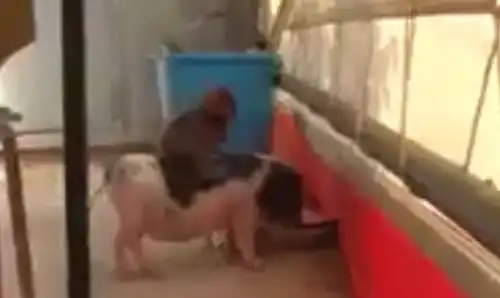 六小龄童发猴子欺负猪的搞笑视频,网友戏里戏外都要欺负八戒

