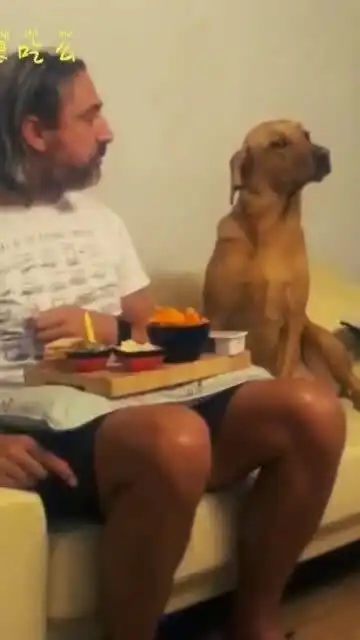 这只狗狗也太傲娇了吧,表情太逗了
