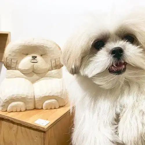 日本小姐姐用木头雕刻狗子,滑稽又传神,一只比一只搞笑苏秦精选
