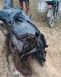 男子钓鱼时捞出一块木头,后面的大爷说你捡到宝了
