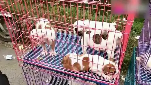 一窝干净漂亮的英国斗牛犬,看到有人逗它,小狗露出很不服的表情
