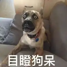 立春和春节,到底哪一天是狗年的开端很多龙江人搞不清
