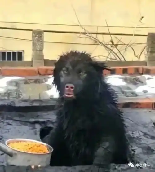 你能吃这么久,吃到九点半明天有相扑比赛吗
