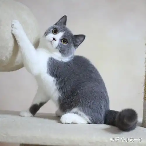 养了英短猫,才知道的5大缺点,我想退货了