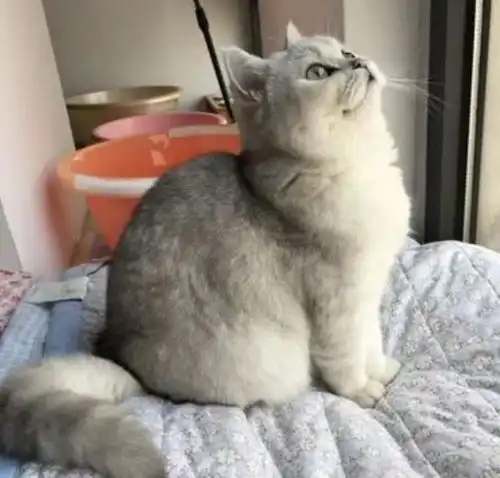 宠物店说漏嘴,养猫首选这几种寿命长又不贵的