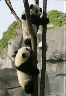 超强的真实版功夫熊猫巨搞
