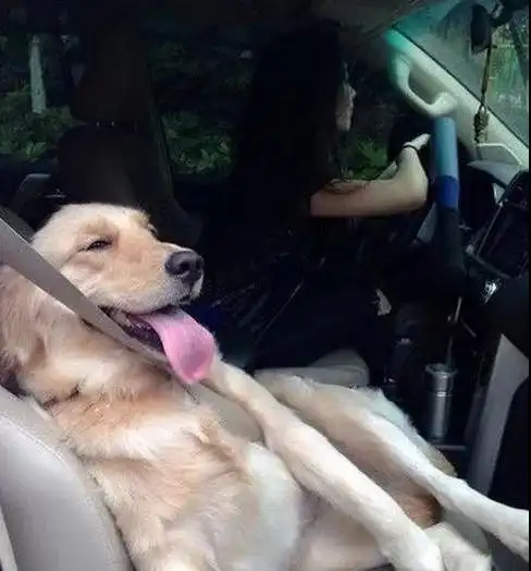 搞笑gif段子坐主人的车,吓都吓死了
