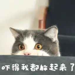 很俏皮秀逗的猫咪头像图片带字,送给还上学的你

