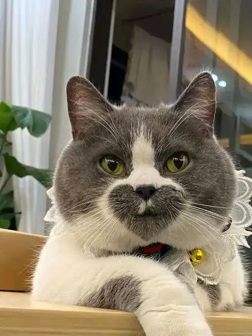 全网最渣的猫,一见到人就示爱猫怪我咯
