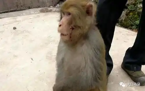 爆笑它下山觅食被狗咬啦猴子我这是纯属意外,没发挥好

