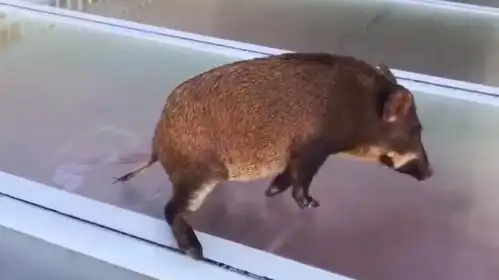 一只野猪误闯玻璃天桥,下面发生的事太搞笑,镜头全程记录
