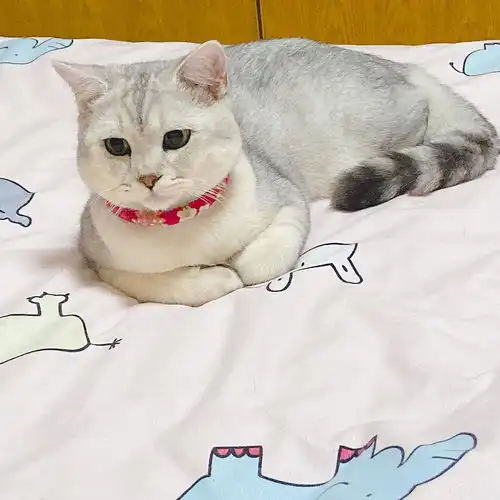 英短银渐层公猫借配