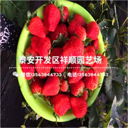 牛奶草莓苗基地牛奶草莓苗品种介绍-黄页88网