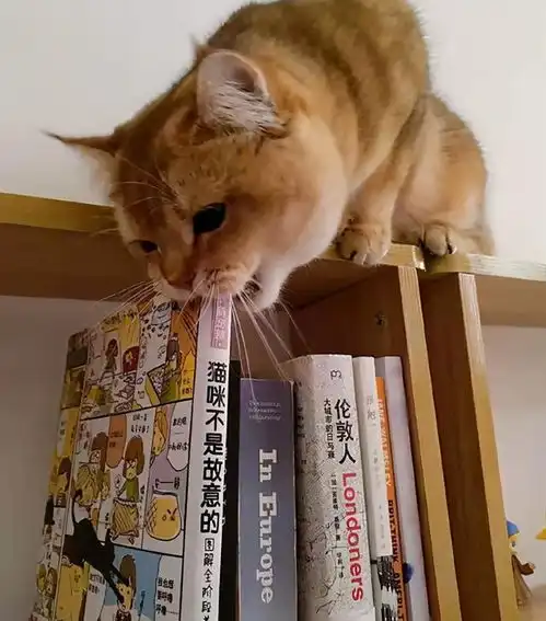 爆笑gif图片强烈怀疑这只猫认识字,还强烈怀疑它是故意的
