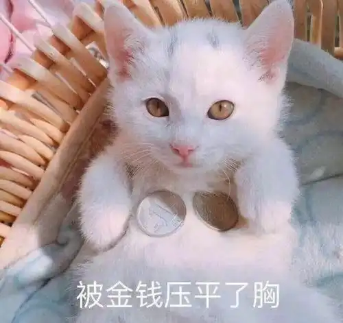 指南双十一前看点啥
