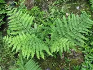小叶山鸡尾巴草
