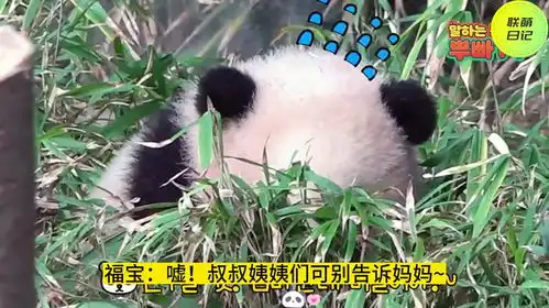 小福宝跟妈妈玩藏猫猫超级搞笑,妈妈教她爬树进步很大
