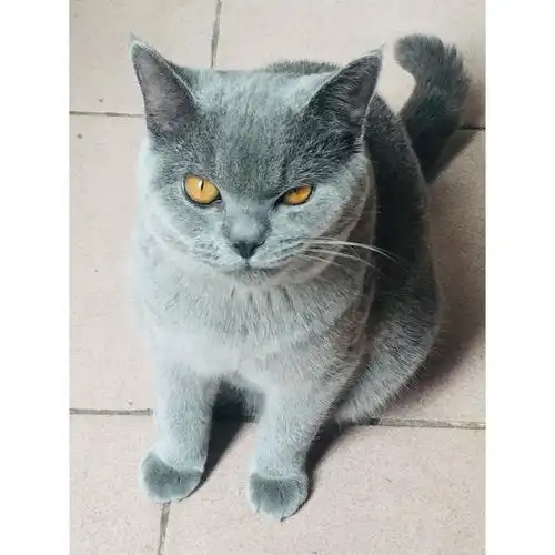 广州海珠区英短蓝猫弟弟找主人