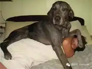 你都养狗了,还要什么私人空间啊
