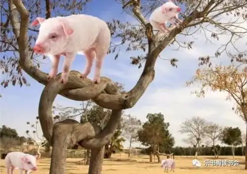 如何让猪上树

