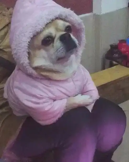 怕狗子冷给它穿了件衣服...莫名被帅了一脸
