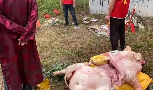 壮观全红婵家族祭祖现场曝光,统一红色长袍一起跪拜,杀猪祭祀
