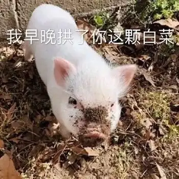 沙雕表情包我早晚拱了你这颗白菜
