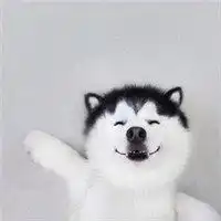 微信动物头像二哈微信头像图片大全