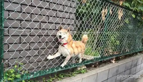 你知道你家狗天天想啥呢柴犬实在是太可爱了
