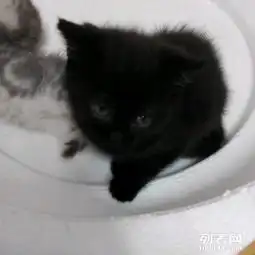 黑英短母猫转让