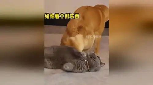 猫咪躺在地上休息,竟被狗子搞偷袭,只记得眼前一黑
