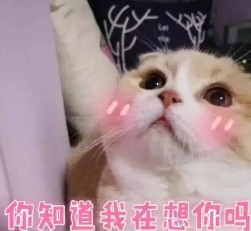 养公猫还是养母猫有猫养就不错了
