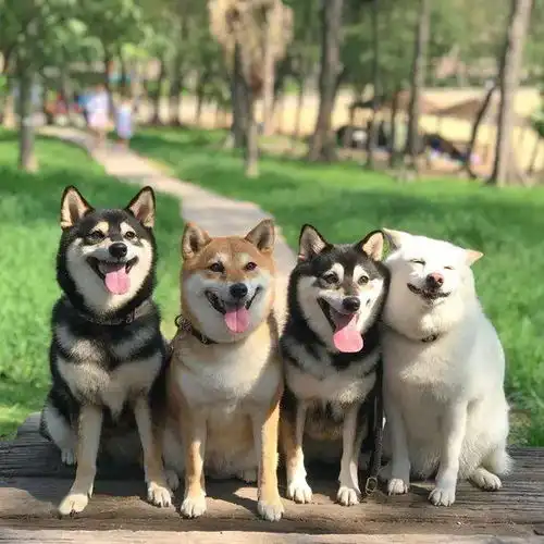 就你表情多白色柴犬因为总在拍照时搞怪,火遍了网络
