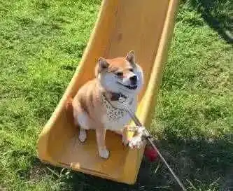 究竟怎样才愿意回家我的小柴犬掘强
