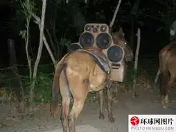 老外搞笑很欢乐
