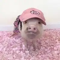 恶搞情侣头像动物微信头像图片大全
