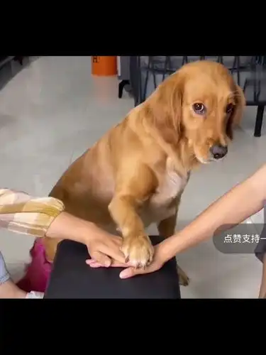 爆笑沙雕迷惑行为原来狗狗也爱凑热闹