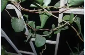 请问,图片中的植物叫什么名呢谢
